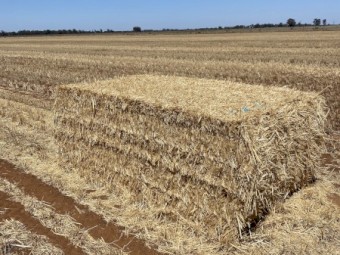 wheat straw (header tailings)