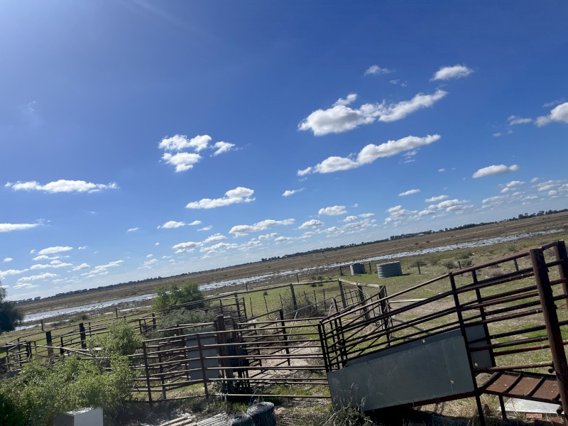 cattle yards, adjustable ramp, no crush. 