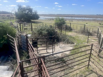 cattle yards, adjustable ramp, no crush. 