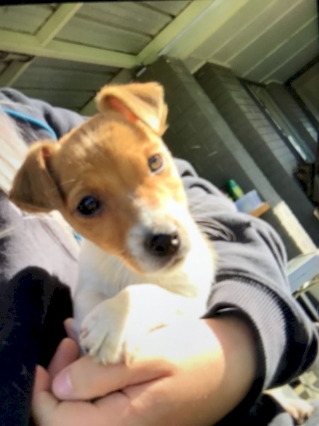 Male Jack Russell
