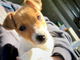 Male Jack Russell