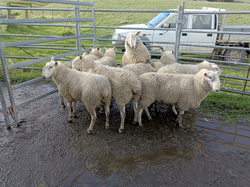 Border Leicester Rams