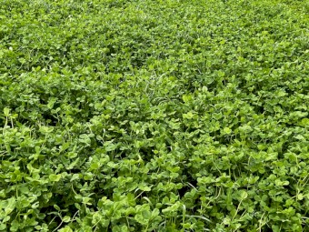 WANTED Arrowleaf Clover Seed