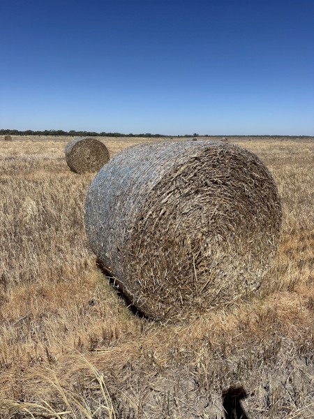 Oaten Straw 