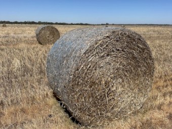 Oaten Straw 