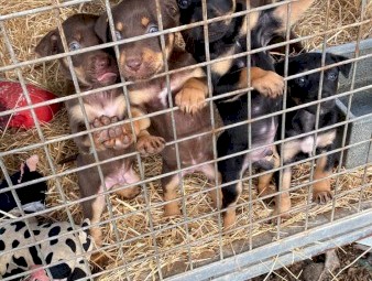 Kelpie Puppies x 4