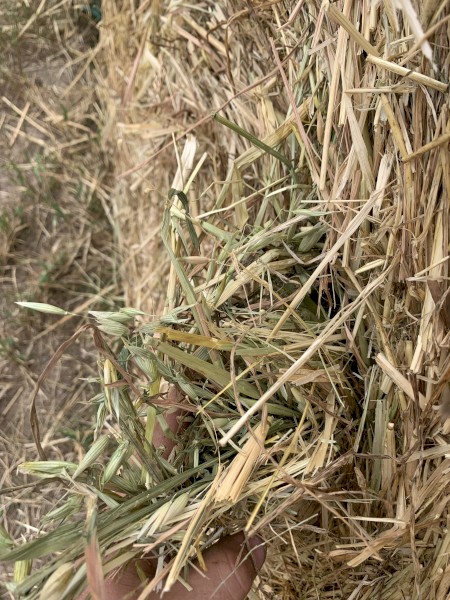Oaten hay 