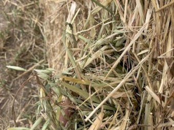 Oaten hay 