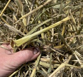 1000mt 2022 Oaten Hay 550kg 8x4x3 Bales