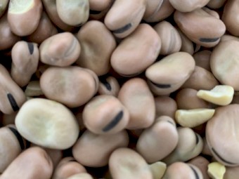 Faba Beans
