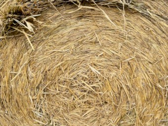 B2 - Wheat Hay 