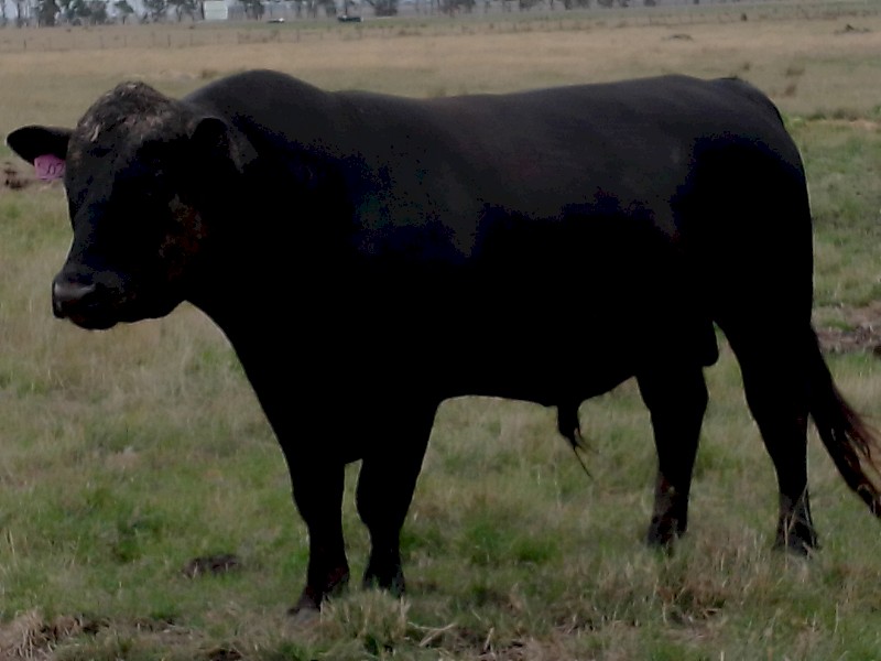 Pure Black Speckle Park Bull