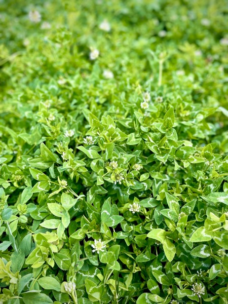 Lucerne Clover Hay