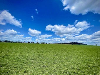 Lucerne Clover Hay