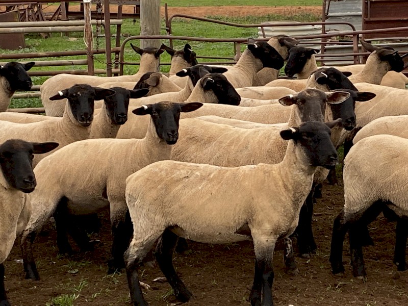 Suffolk ewe lambs