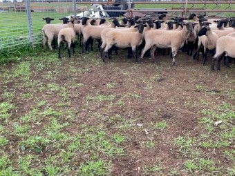 Suffolk ewe lambs