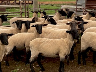 Suffolk ewe lambs