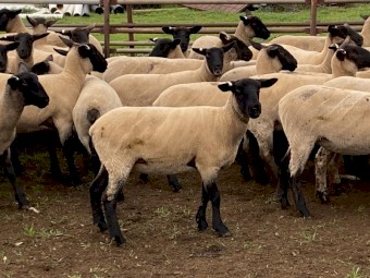 Suffolk ewe lambs
