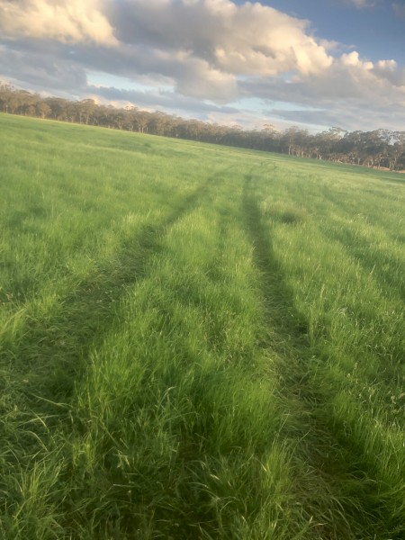 WANTED Sheep Agistment or Lease