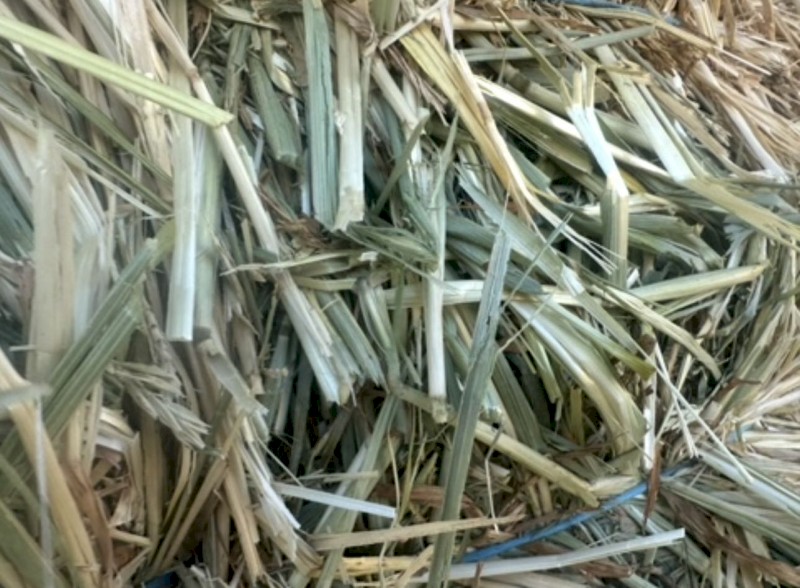 Cereal Hay Small Squares