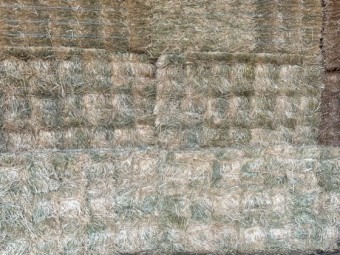 Cereal Hay Small Squares