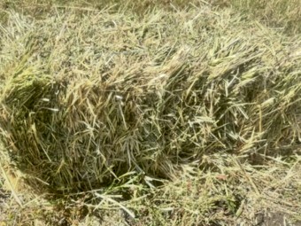 Cereal Hay Small Squares