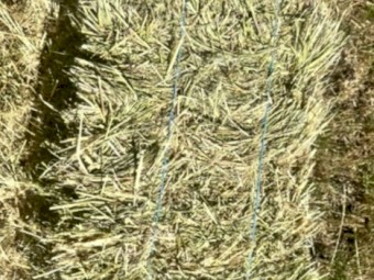 Cereal Hay Small Squares