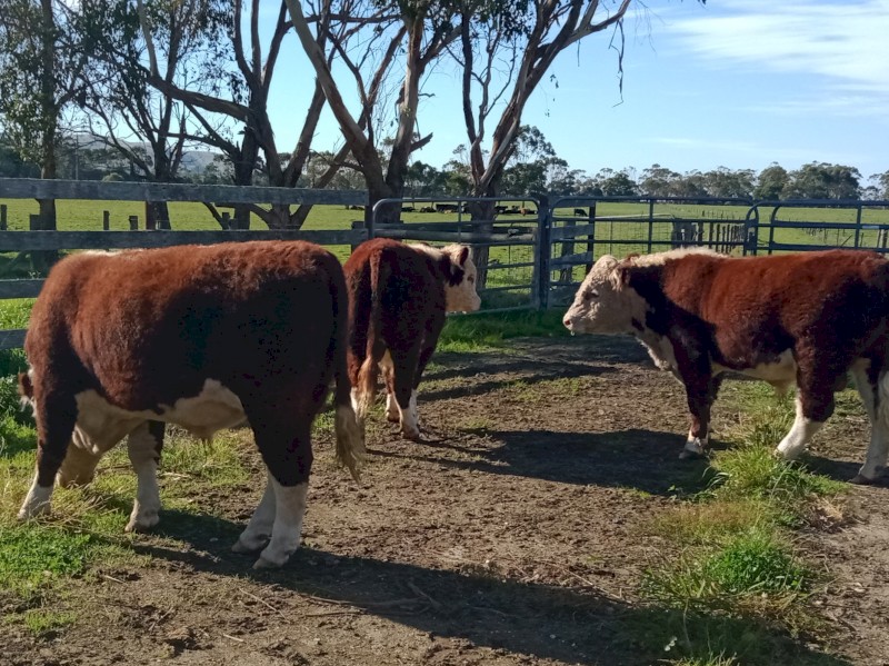 Poll Hereford Bulls