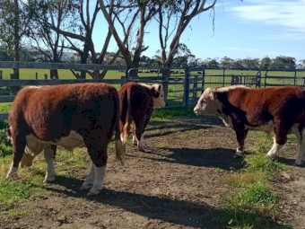 Poll Hereford Bulls