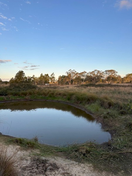 Cattle Agistment – Windellama NSW (Per Head / Week)