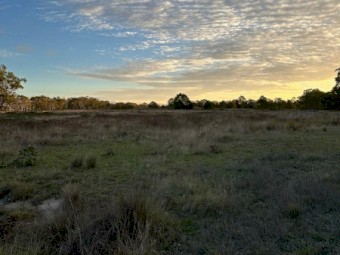 Cattle Agistment – Windellama NSW (Per Head / Week)