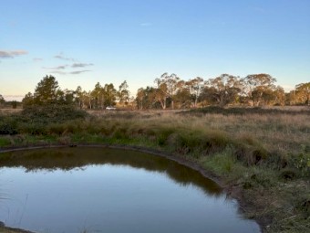 Cattle Agistment – Windellama NSW (Per Head / Week)