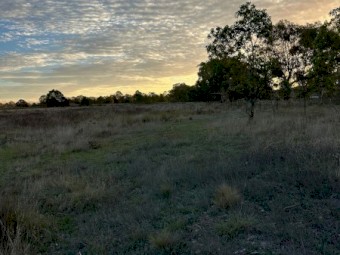 Cattle Agistment – Windellama NSW (Per Head / Week)