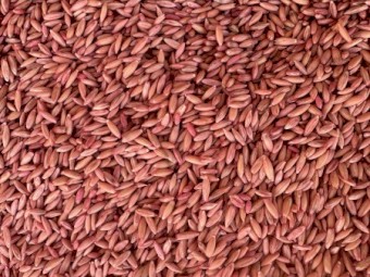Goldie oats seed