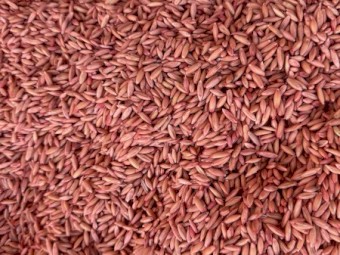 Goldie oats seed