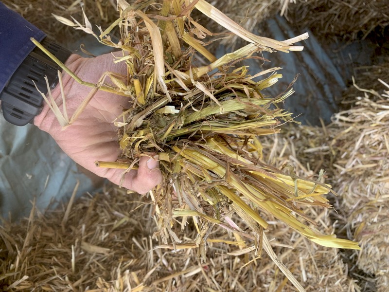 2022 Oaten Hay