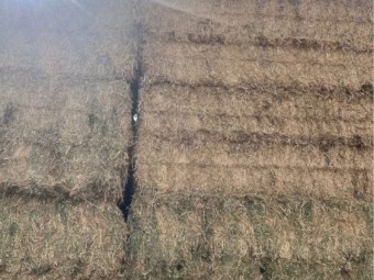 B2 shedded vetch krone hd squares