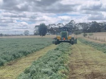 B2 shedded vetch krone hd squares