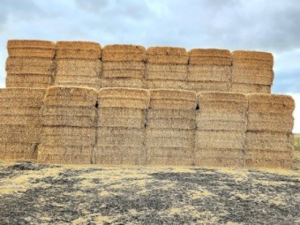 Clover/Rye Grass Hay 8x4x3 245 Tonne Available
