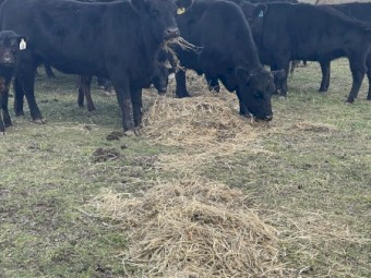 130 x Rye/Clover and Oaten/Rye 4x4 Silage