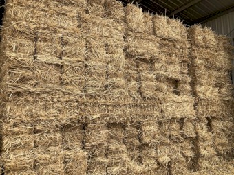 Small Squares of Wheaten Straw