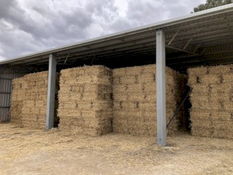 Small Squares of Wheaten Straw