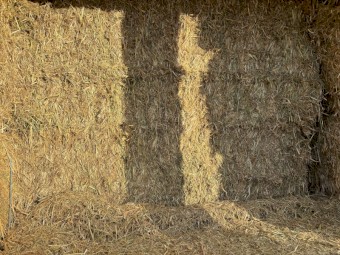 Oaten Hay 
