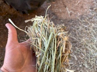 Oaten Hay 