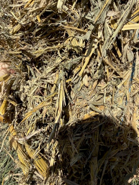 forage sorghum
