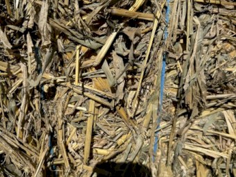 forage sorghum
