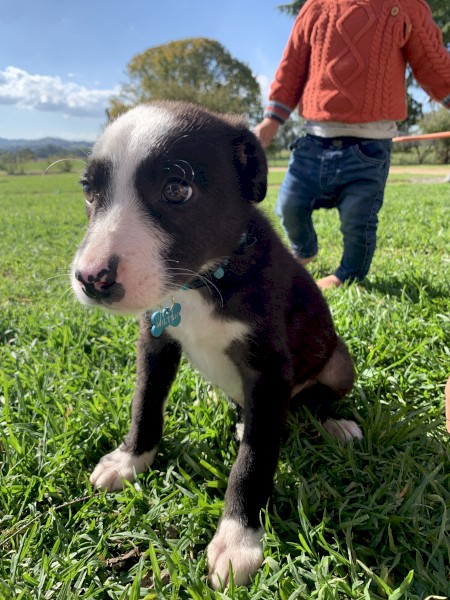Border Collie puppies