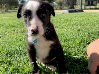 Border Collie puppies