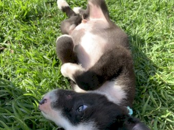 Border Collie puppies