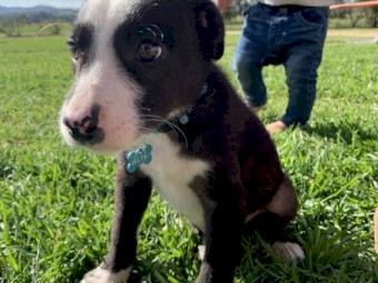 Border Collie puppies